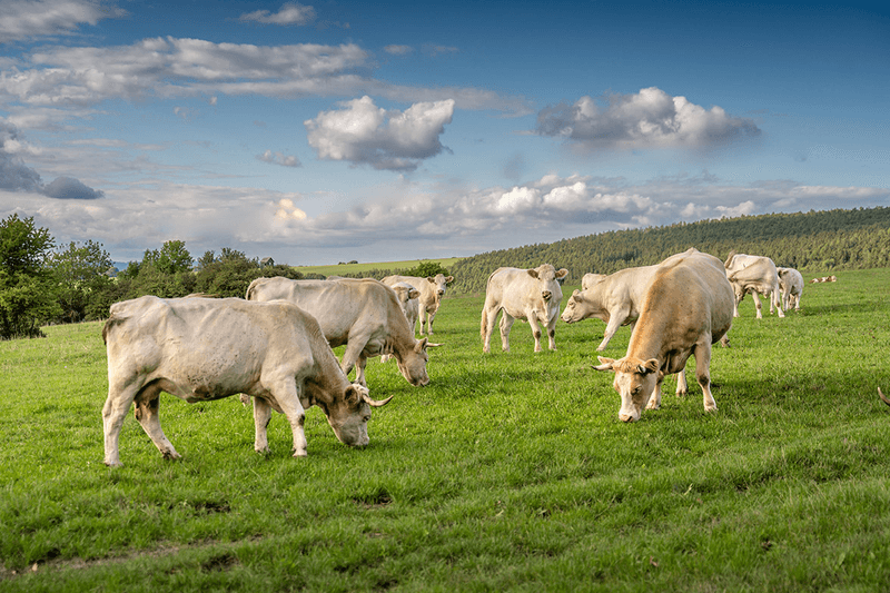 Nový trh pro zemědělské uhlíkové kredity v EU